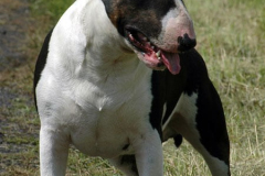 Int. Ch. EX SE NATUS SOPRANO Jedi