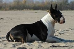 Int. Ch. EX SE NATUS SOPRANO Jedi