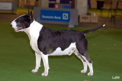 Int. Ch. EX SE NATUS SOPRANO Jedi