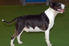 Int. Ch. EX SE NATUS SOPRANO Jedi