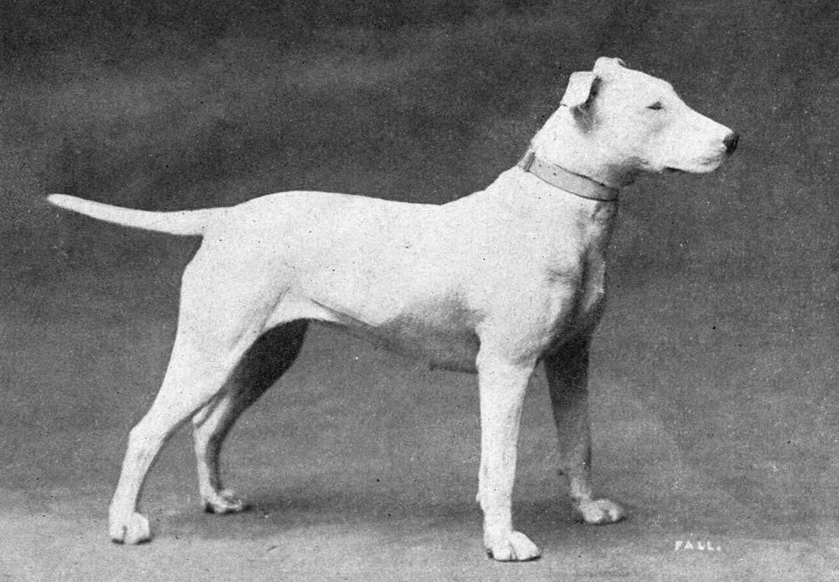 Biały bulterier z roku 1915 Biały bulterier z roku 1915