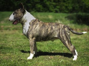 20 miot L 2025 EXCALIBUR Setr Bull x CH PL Quest KATRIONA