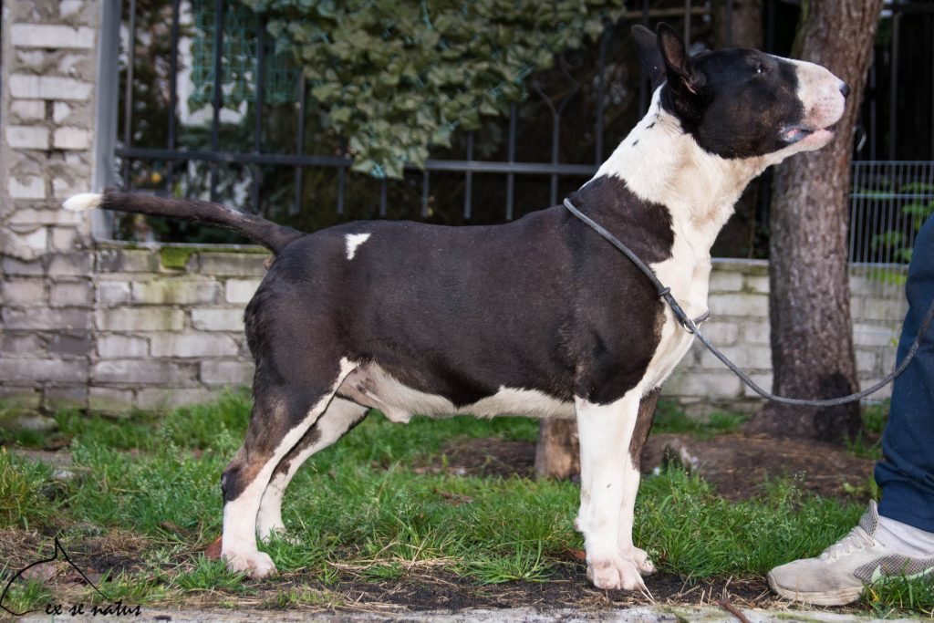 Reproduktory bulterier - hodowla Ex Se Natus FCI