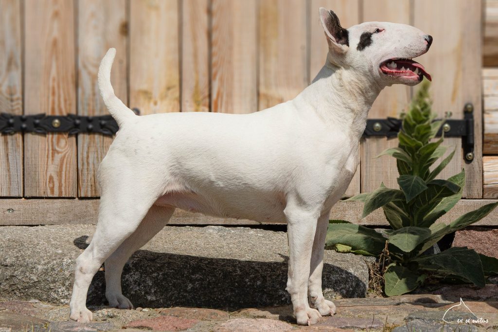 Suki hodowlane bulterier - hodowla Ex Se Natus FCI