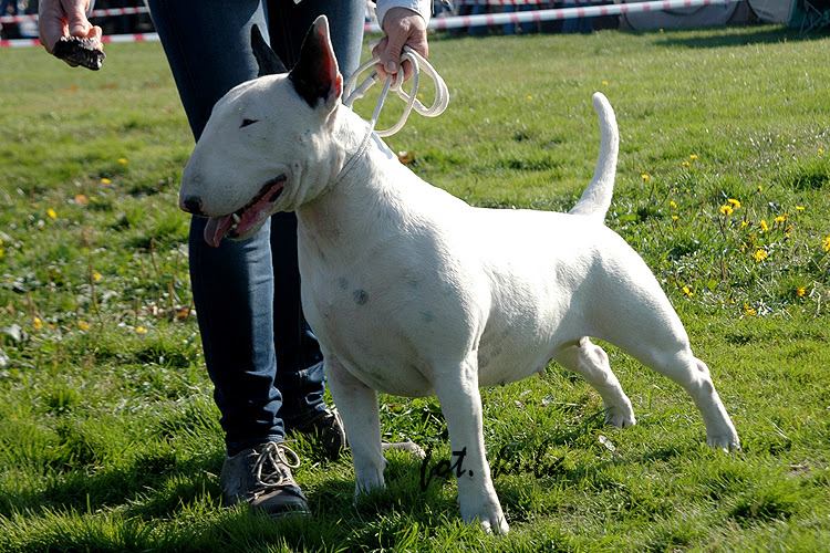 Bulteriery z hodowli Ex Se Natus FCI na wystawach psów rasowych