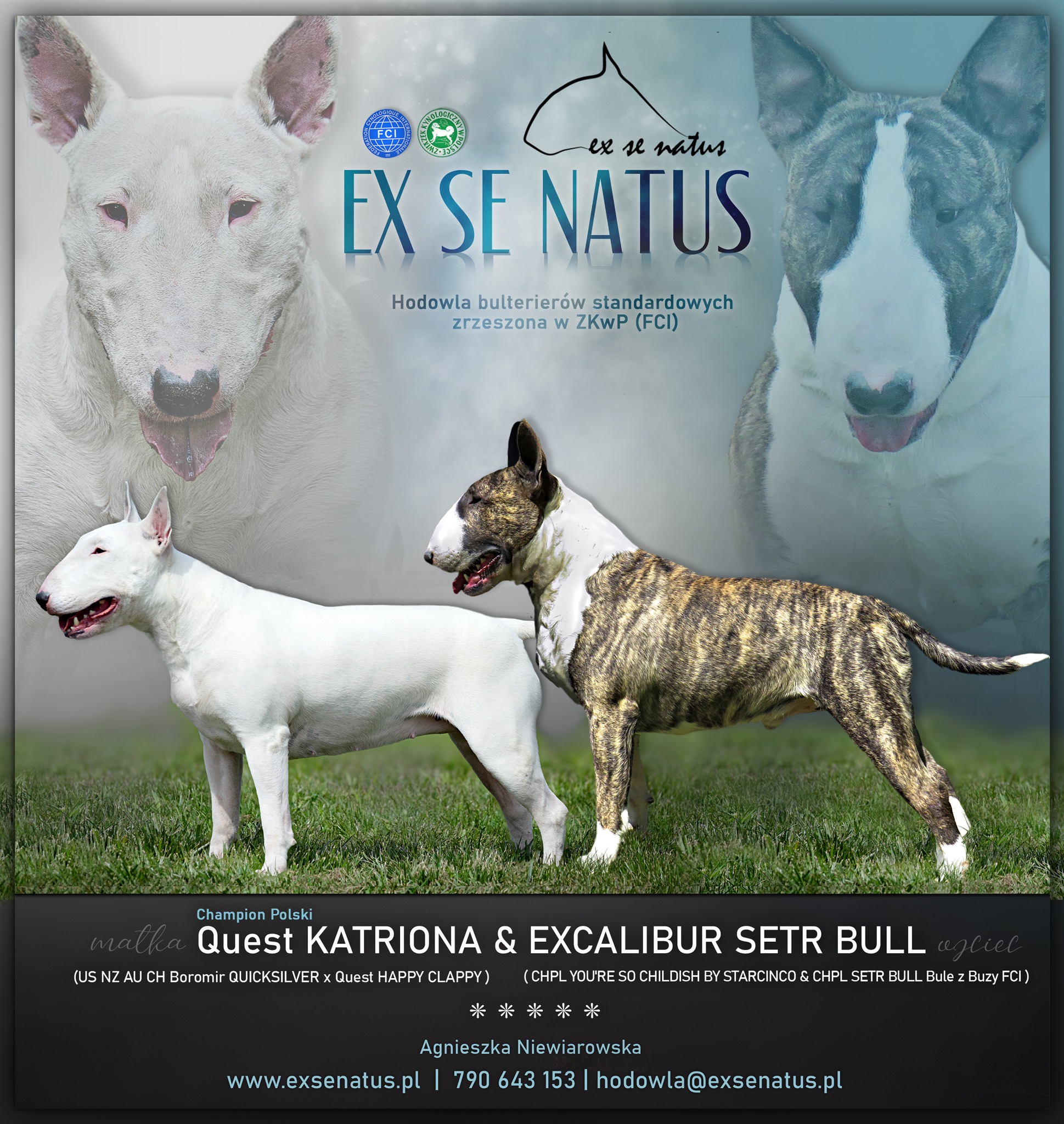 CH PL Quest KATRIONA, x EXCALIBUR SETR BULL
