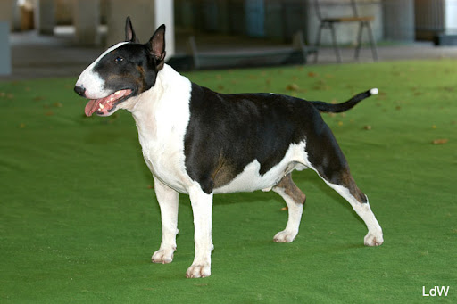 Int. Ch. EX SE NATUS SOPRANO Jedi
