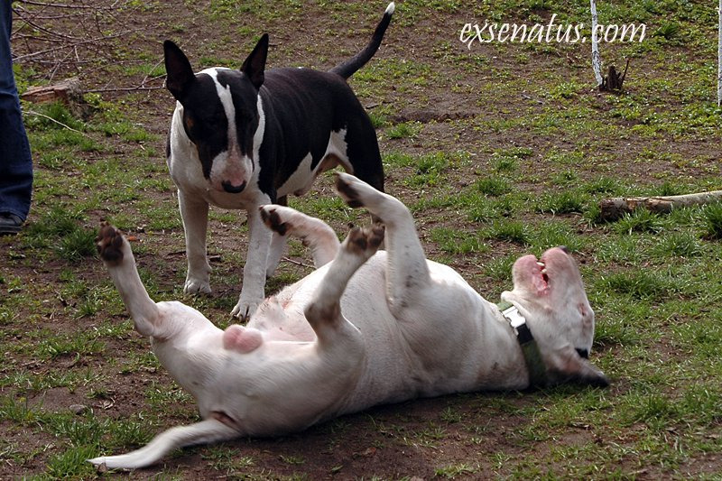 Bulterier, bull terrier czy bullterrier – jak naprawdę nazywa się ta rasa?