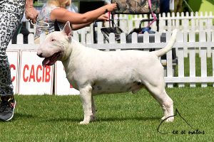 10 miot T 2021 PRINCE CHARMING Ex Se Natus x Quest HOT POTATOE
