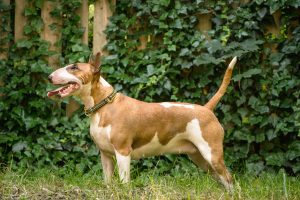 108 miot T 2021 PRINCE CHARMING Ex Se Natus x Quest HOT POTATOE