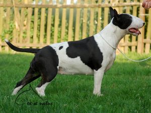 2 miot H 2019 I’M BLACK Vitatus x EXTREME TRIP TO SPAIN Ex Se Natus