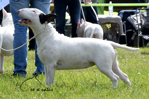 miot B 2018 RHINO BULL DE CABANAS x PRINCESS OF THE UNIVERSE Ex Se Natus