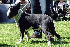 ivan miot J 2007 SUPER BOWL’S Fleetwood x DOUBLE DEE JEDI Gabriayllaron