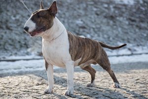 miot B 2018 RHINO BULL DE CABANAS x PRINCESS OF THE UNIVERSE Ex Se Natus
