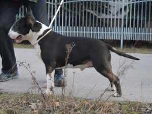 zapowiedz_blacky miot H 2019 I’M BLACK Vitatus x EXTREME TRIP TO SPAIN Ex Se Natus