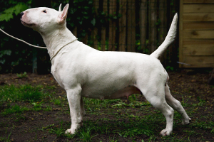 zapowiedz_gienia miot D 2021 RHINO BULL DE CABANAS x FIABLE FELICITY Ex Se Natus
