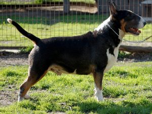 miot N 2016 Emred NAPOLEON SOLO x EXTREME TRIP TO SPAIN Ex Se Natus