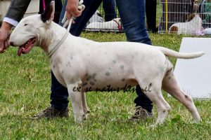 zuzu1 miot M 2015 Karmacoma FUN-DA-PANDA x VEA VICTIS Ex Se Natus