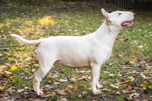 241 miot A 2022 IDOL Gradus Ad Parnassus x ONLY ONE Ex Se Natus