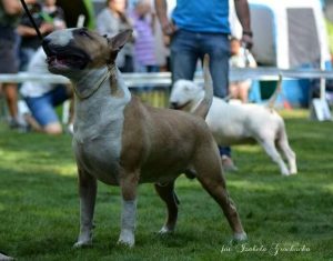 zapowiedz_ignas miot A 2022 IDOL Gradus Ad Parnassus x ONLY ONE Ex Se Natus
