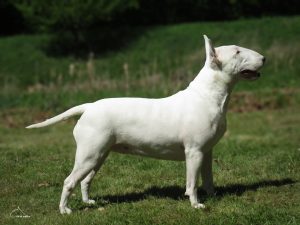 103 miot G 2026 EXCALIBUR Setr Bull x CH PL DON’T STOP ME NOW Ex Se Natus