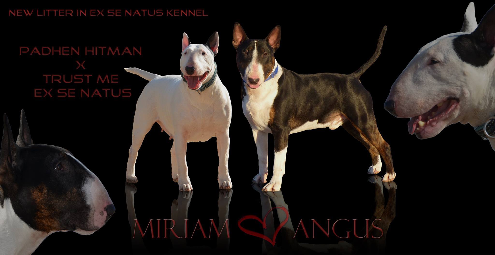zapowiedz_miriam_angus Mioty poprzednie