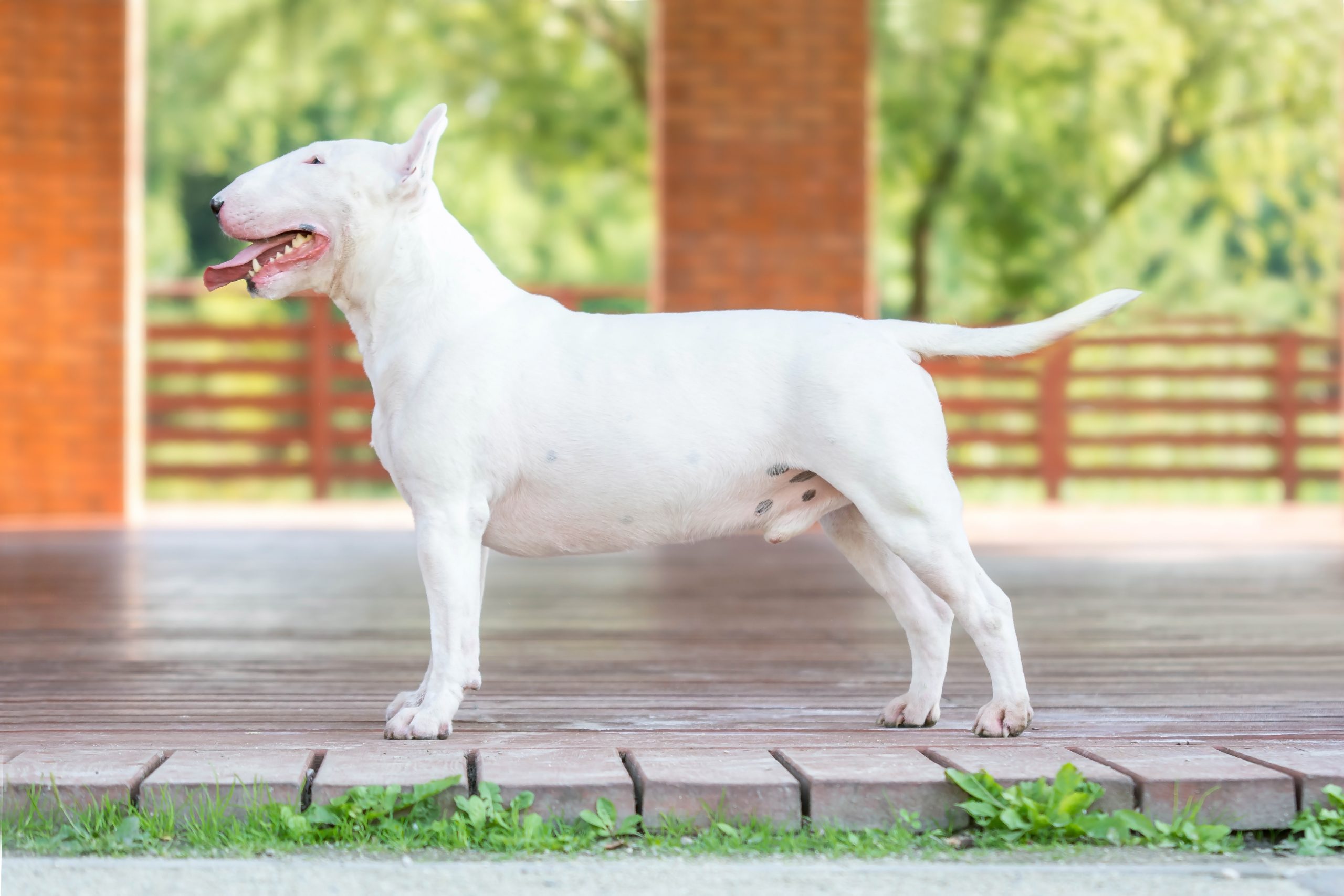 _DSC3654 Samce
