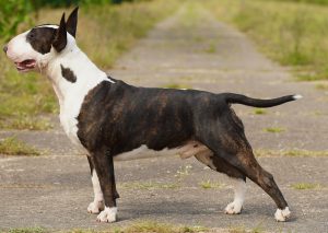 largo INTCH. LARGO Kosmalkowo x CH PL FAITH NO MORE Ex Se Natus